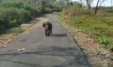 தொட்டிக்குள் விழுந்த குட்டியானை சுற்றிவளைத்த யானைக் கூட்டம் வனத்துறையினர் மீட்பு