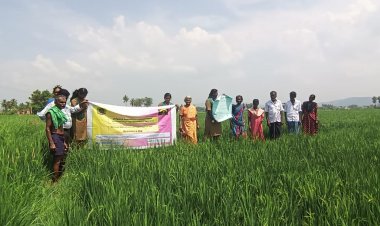 ஒருங்கிணைந்த பூச்சி மேலாண்மை கதிர் நாவாய் பூச்சி பயிற்சி அளித்த வேளாண்மை கல்லூரி மாணவி