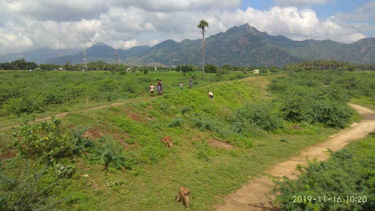 துணை நிற்கும் பனைமரம், கிராமப்புறங்களில் நீர் நிலைகளை பாதுகாக்க உசிலம்பட்டி அருகே  இளைஞர்கள் ஆர்வம்