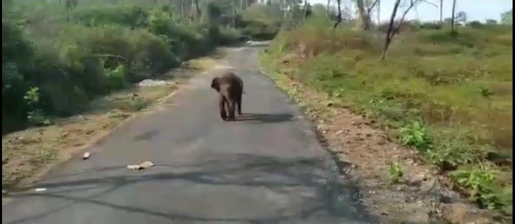 தொட்டிக்குள் விழுந்த குட்டியானை சுற்றிவளைத்த யானைக் கூட்டம் வனத்துறையினர் மீட்பு