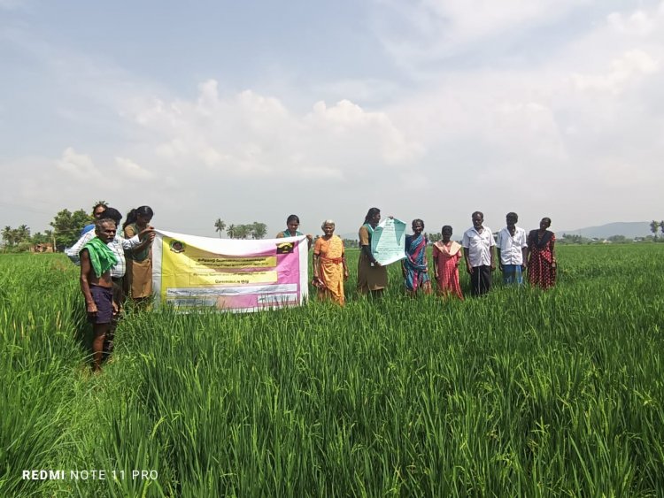 ஒருங்கிணைந்த பூச்சி மேலாண்மை கதிர் நாவாய் பூச்சி பயிற்சி அளித்த வேளாண்மை கல்லூரி மாணவி